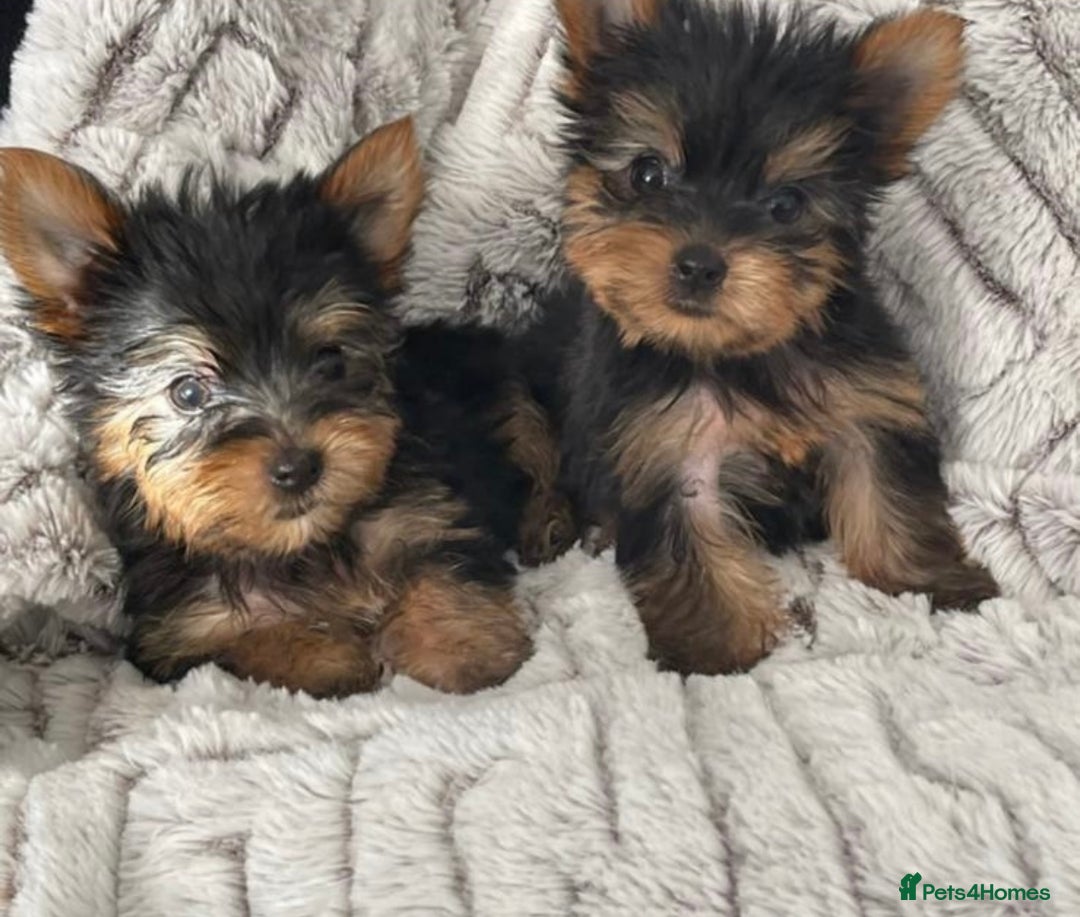 Yorkshire Terrier dogs for sale: 2 boys ready to go  - Image 6