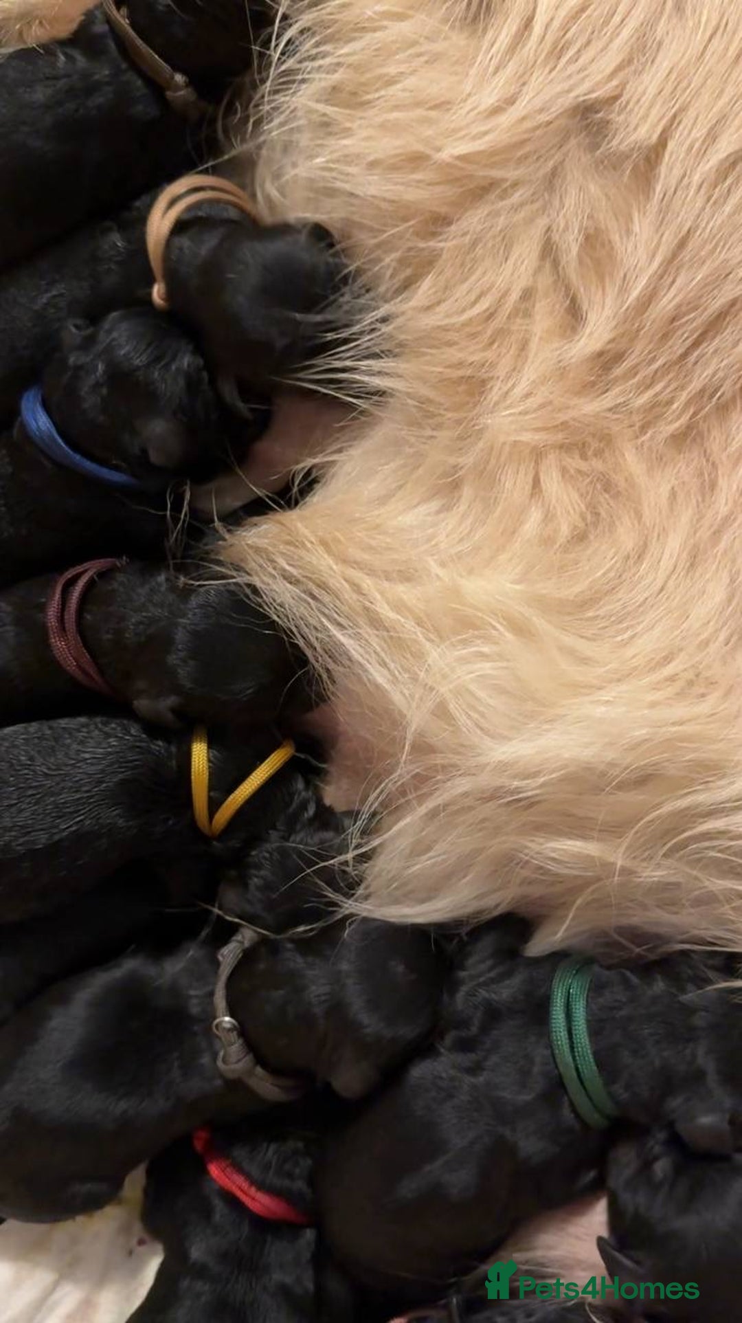 Goldendoodle dogs for sale: F1 Goldendoodle black Puppies - Image 5