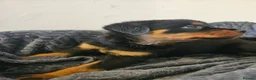Rottweiler dogs for sale: Exceptional Rottweiler Pups- ready in a week! - Advert 9