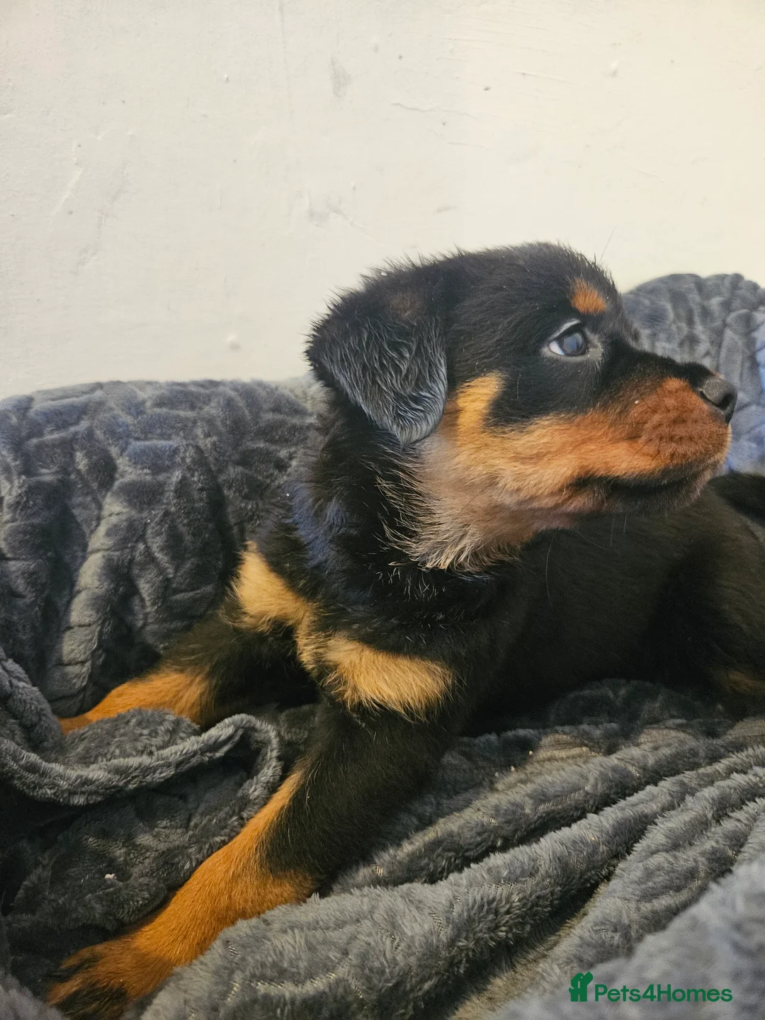 Rottweiler dogs for sale: Exceptional Rottweiler Pups- ONE GIRL LEFT. - Advert 36
