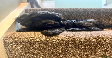 Mixed Breed dogs - Advert 13