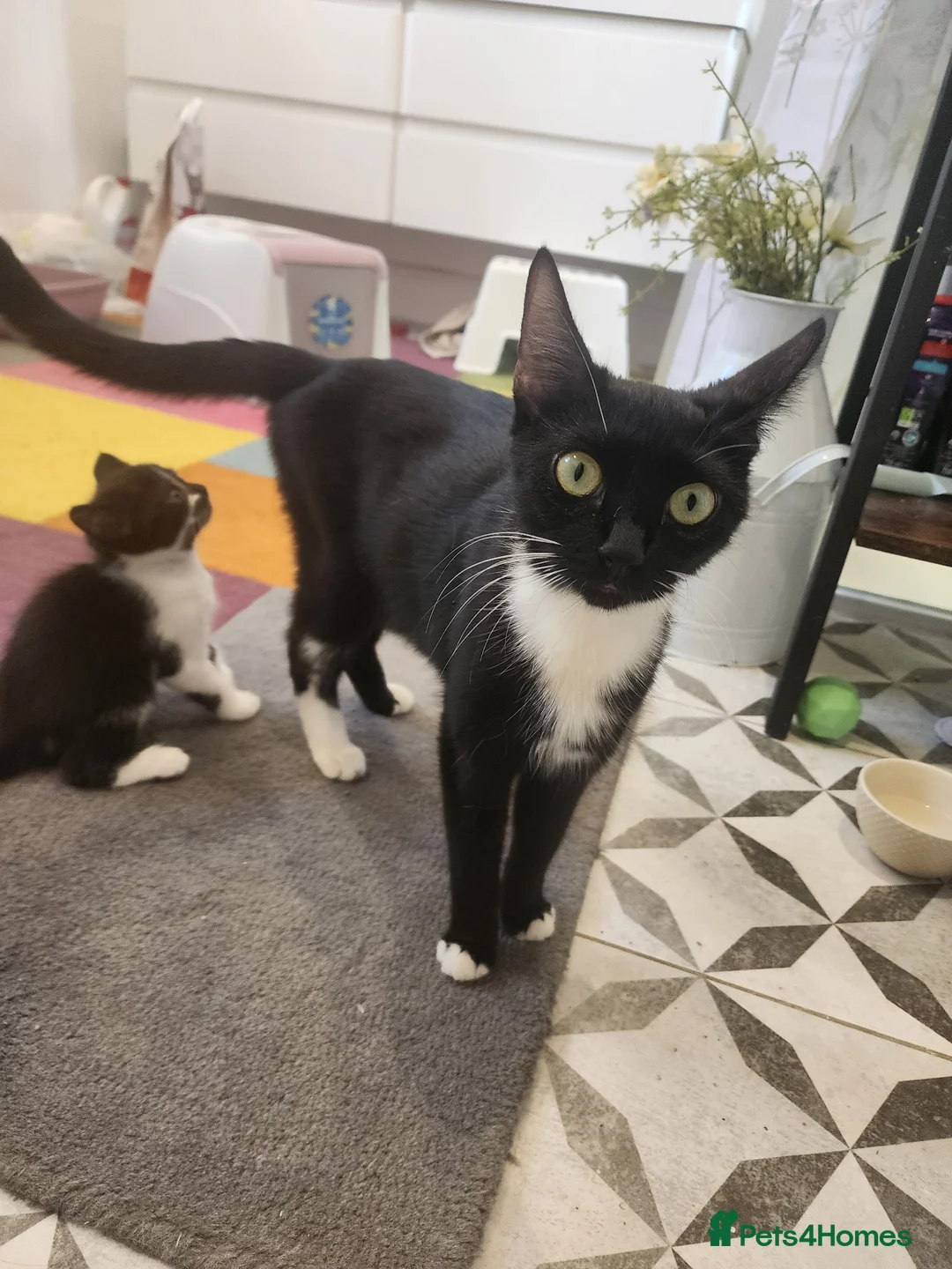Mixed Breed cats for sale: 2 new born kittens in Enfield - Advert 1