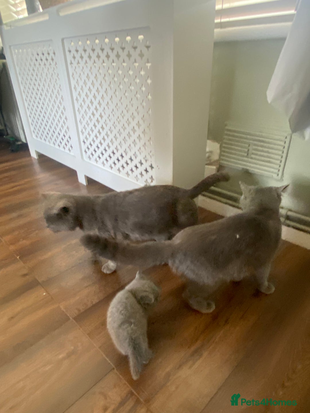 British Shorthair cats for sale: Full British blue shorthair  - Image 9