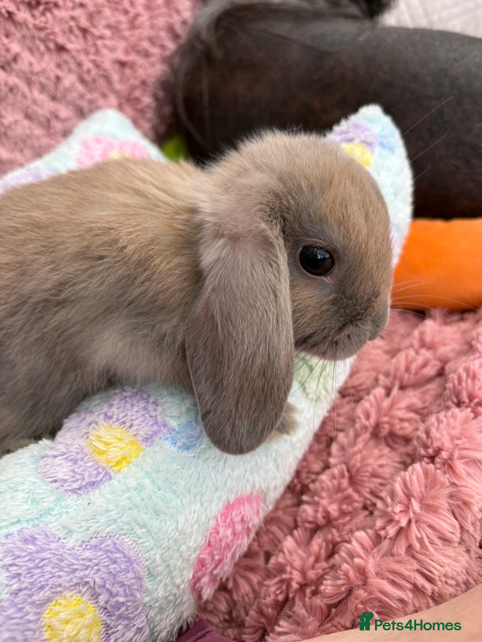 Mini Lop rabbits Mini lops-raised indoors-vaccinated  - Advert 1