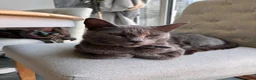 Mixed Breed cats for sale: 6 beautiful kittens. Excellent colours - Advert 19