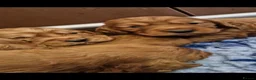 Cocker Spaniel dogs for sale: 💥STUNNING RED KC REG WORKING COCKERS FOR SALE💥 - Advert 5
