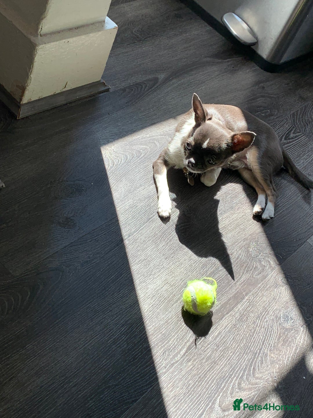Chihuahua dogs for sale: Blue and white ** chihuahua  - Image 2