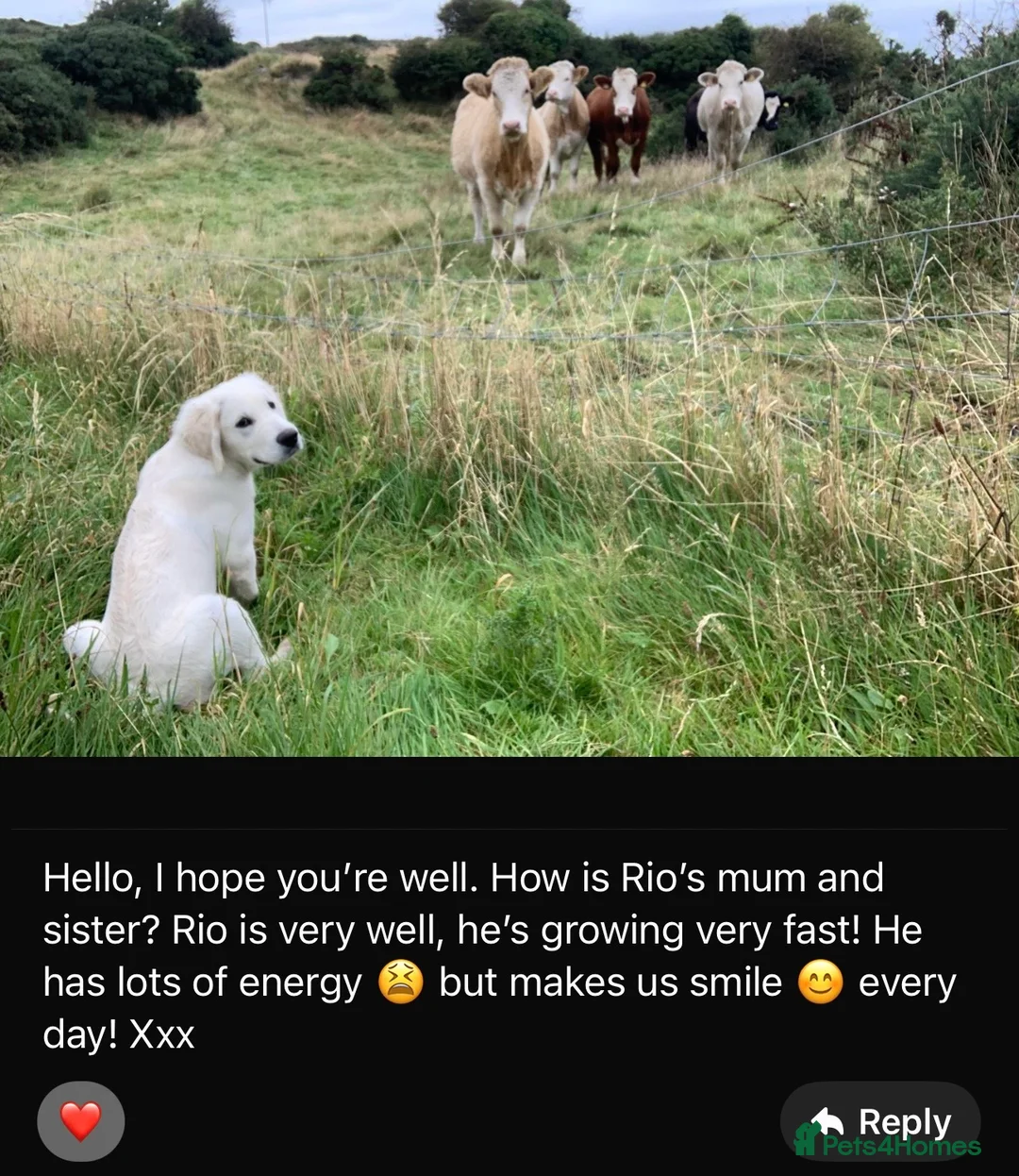 Golden Retriever dogs for sale: February Litter Announcement  - Advert 6