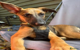 Mixed Breed dogs for adoption: 🐾 Meet Nami 🐾 - Image 1