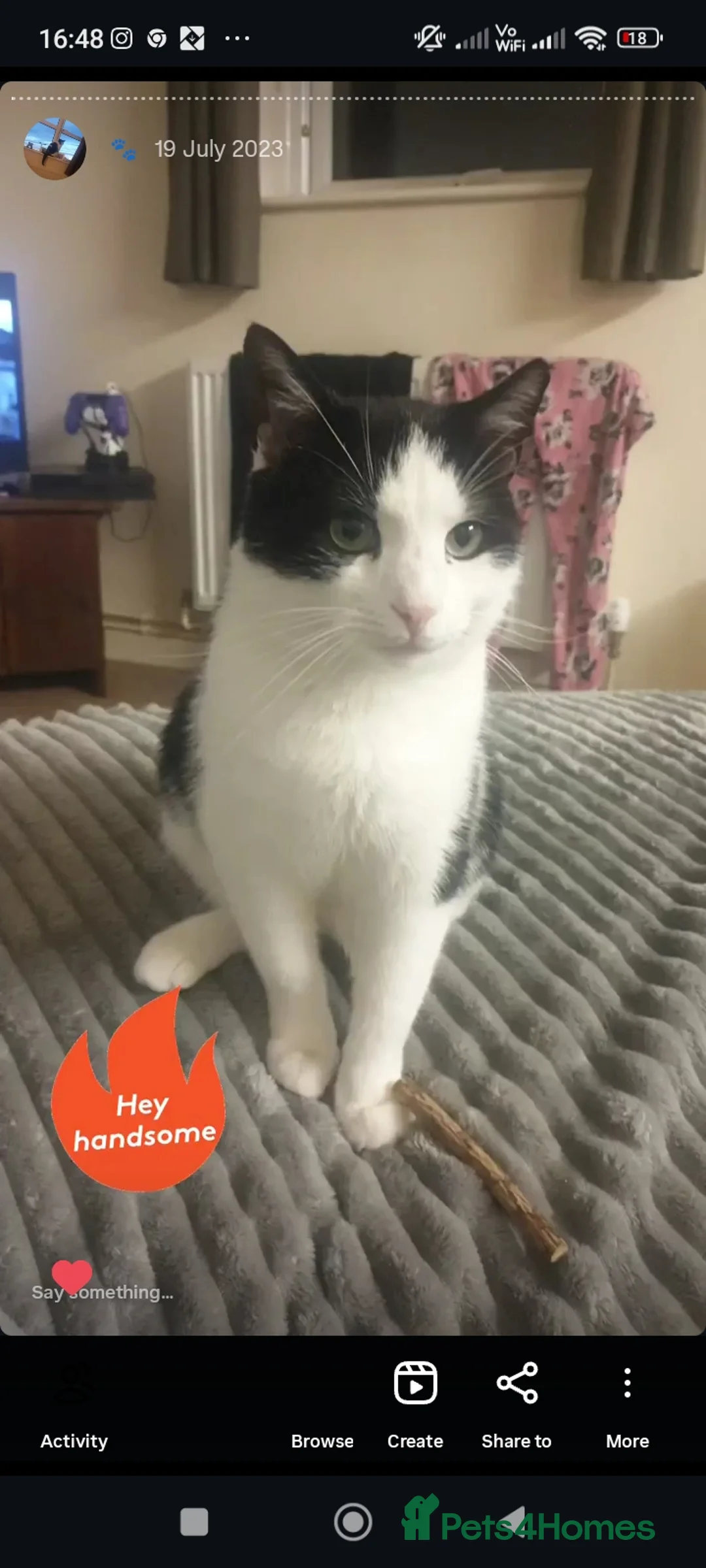 Mixed Breed cats for sale: Gregg  - Advert 4