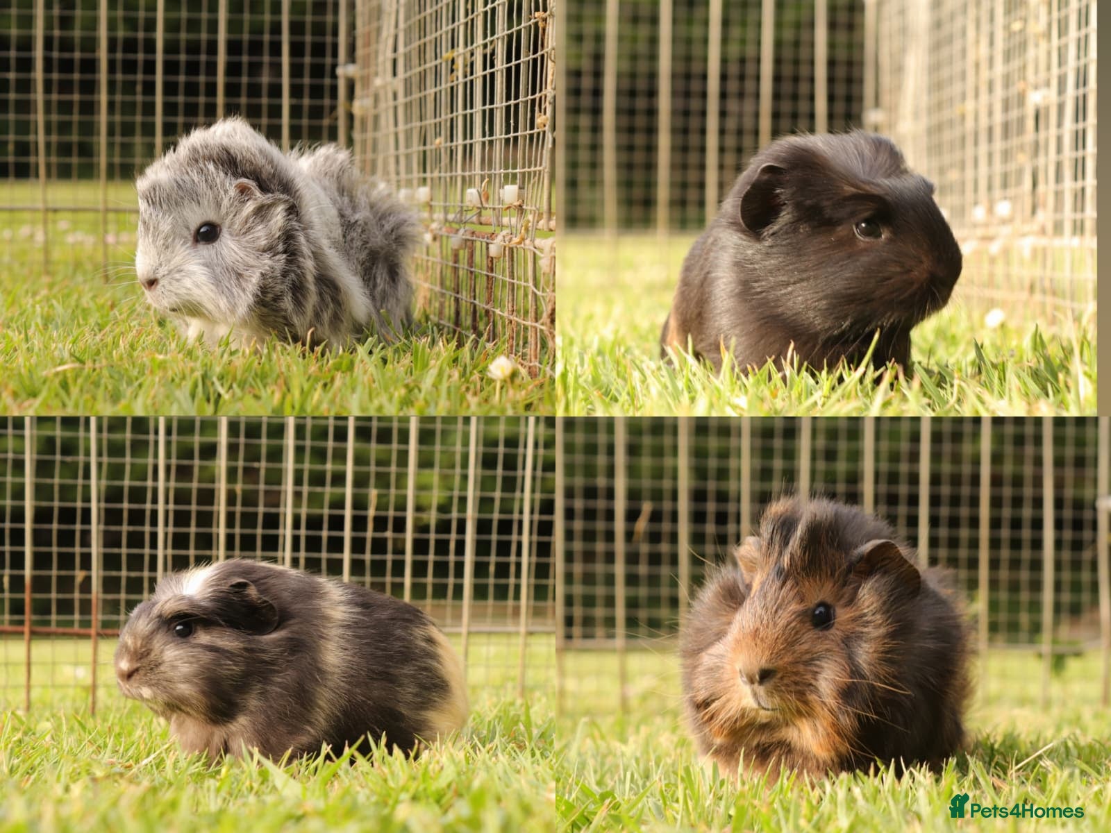 Guinea Pig rodents Baby Guinea Pigs for sale - Advert 1