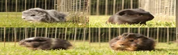 Guinea Pig rodents for sale: Baby Guinea Pigs for sale in Chichester - Advert 1