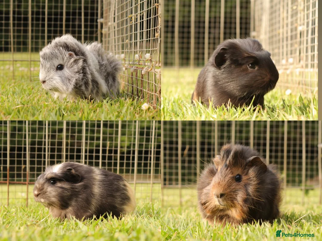 Guinea Pig rodents for sale: Baby Guinea Pigs for sale in Chichester - Advert 1