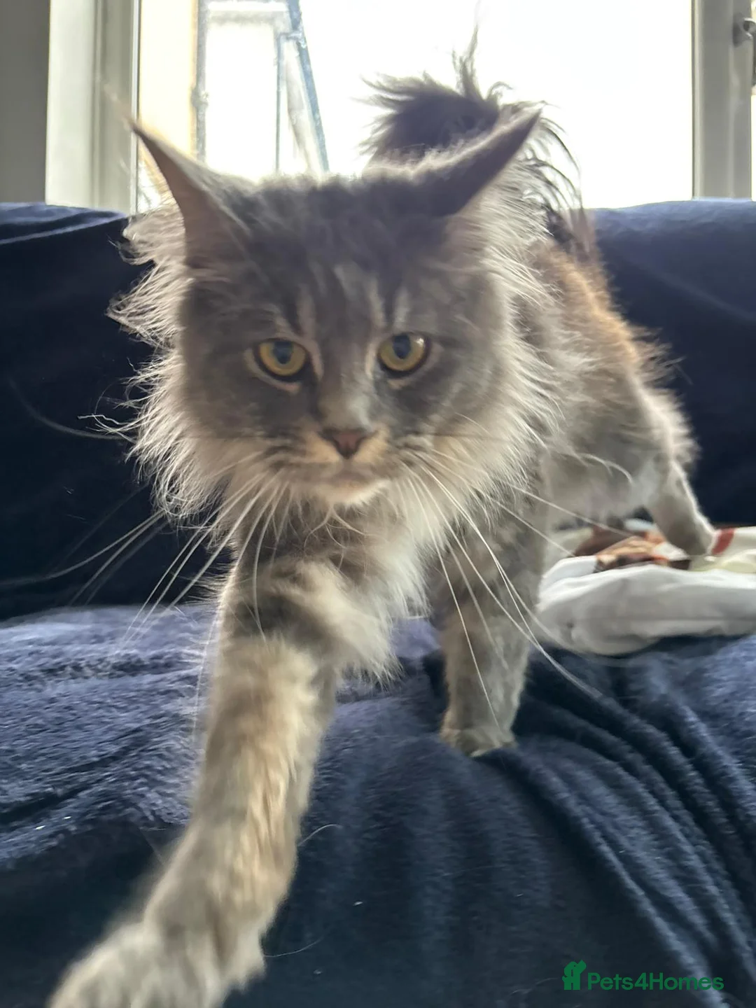 Maine Coon cats for sale: Stunning Active Maine Coon 16 month old girl 🩷 - Advert 1