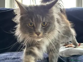 Maine Coon cats for sale: Stunning Active Maine Coon 16 month old girl 🩷 - Advert 2