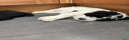 Spanish Water Dog dogs for sale: Spanish Water Dog - Advert 4