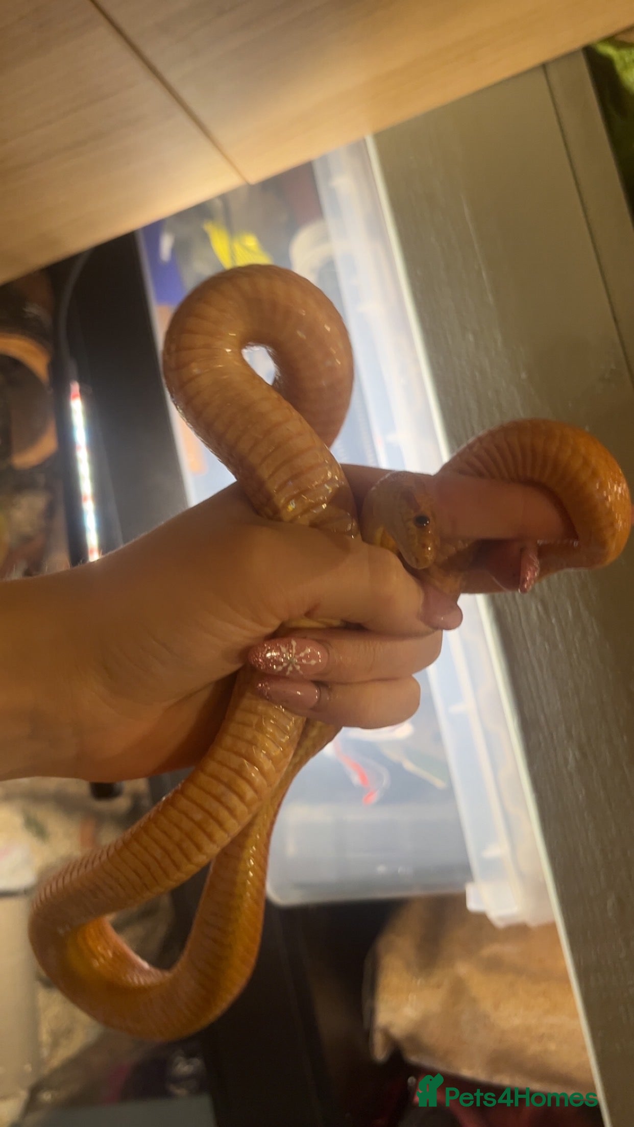 Corn Snake reptiles 2 corn snakes for sale - Advert 1