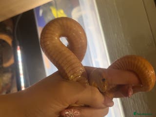 Corn Snake reptiles 2 corn snakes for sale - Advert 2