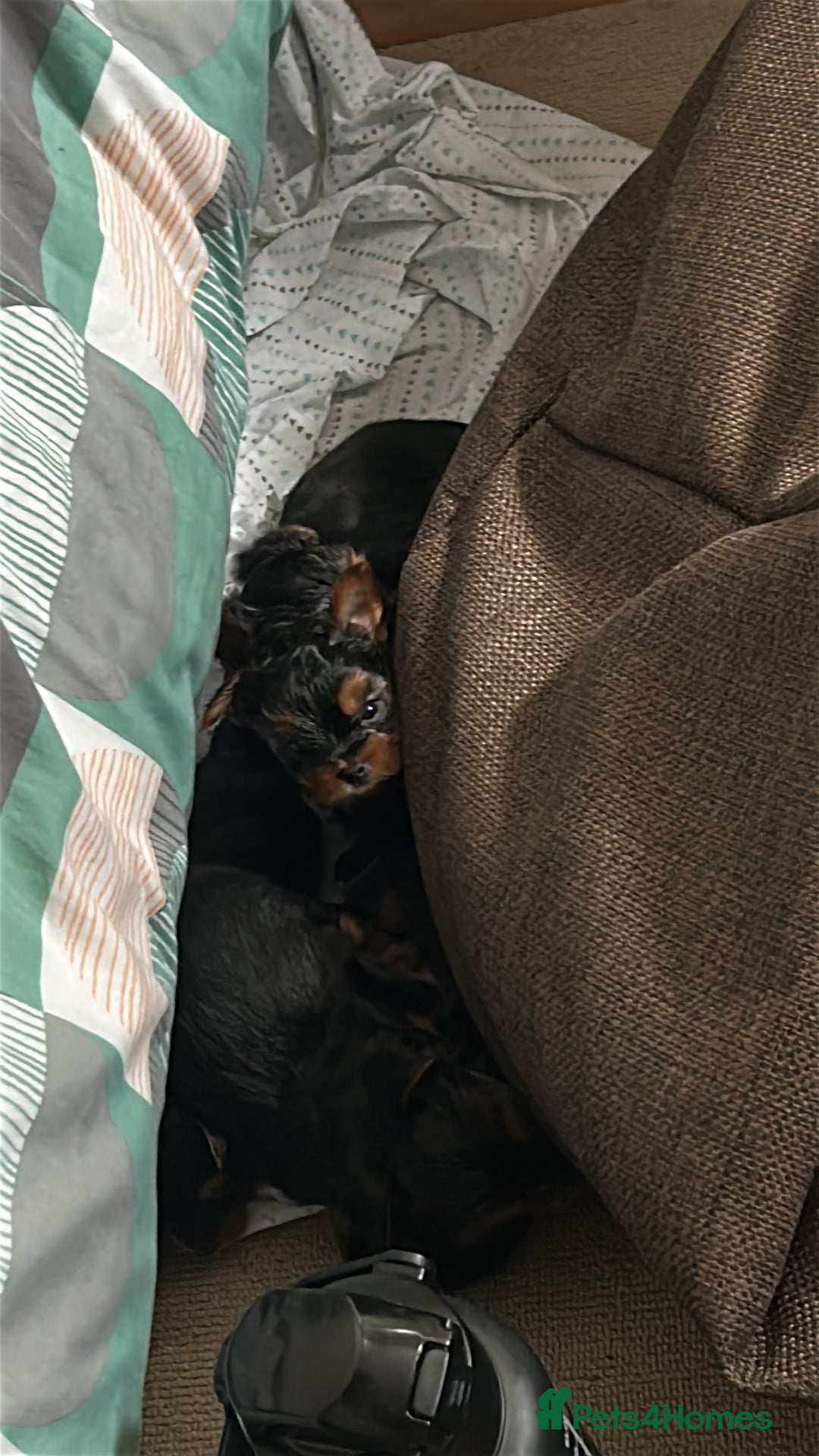 Yorkshire Terrier dogs for sale: Ready to leave  - Image 10