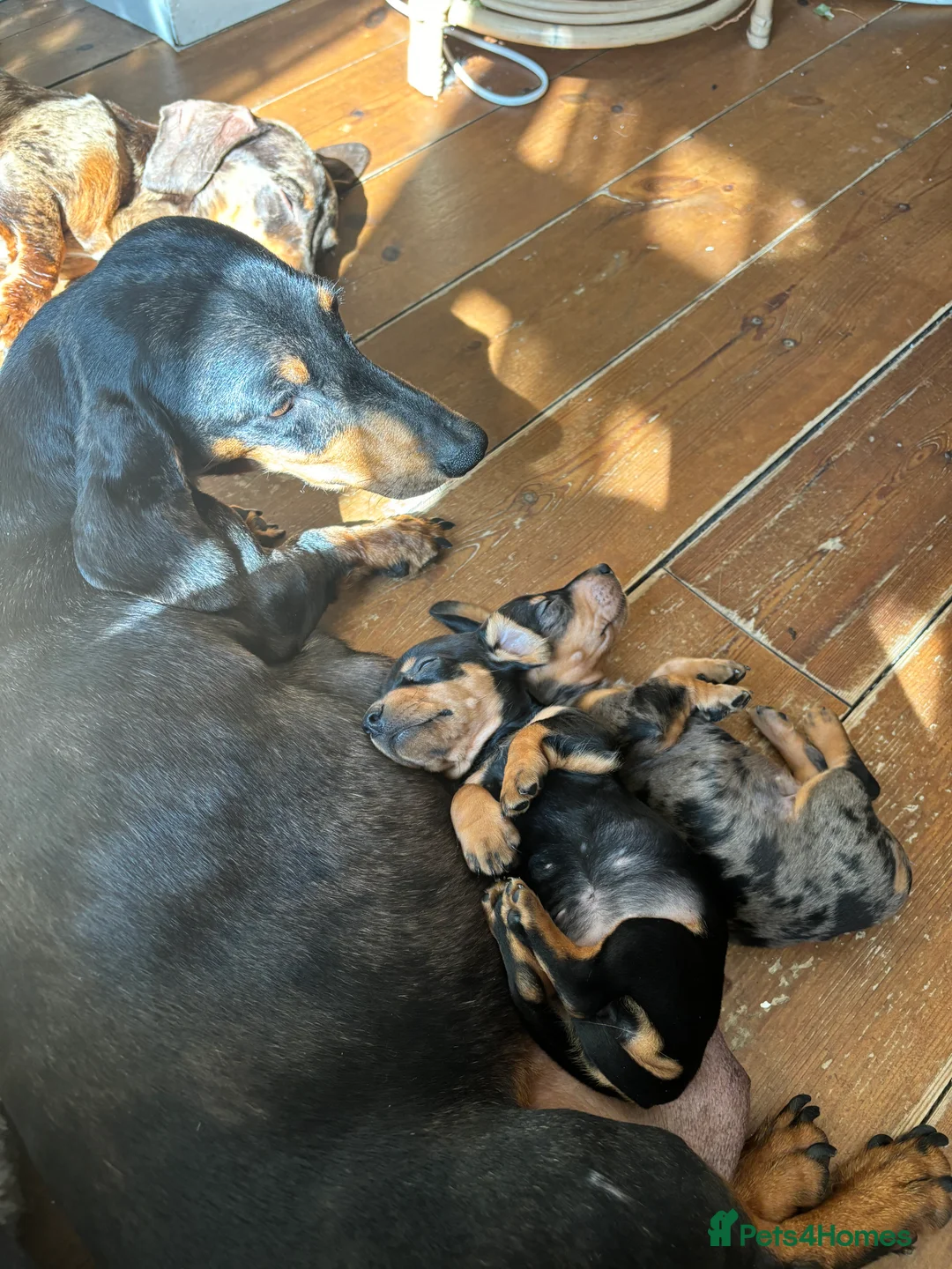 Miniature Dachshund dogs for sale: BEAUTIFUL PRA CLEAR & KC REG MINIS - Advert 36