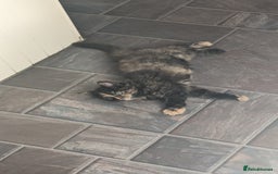 Mixed Breed cats for sale: Beautiful kittens - Image 22