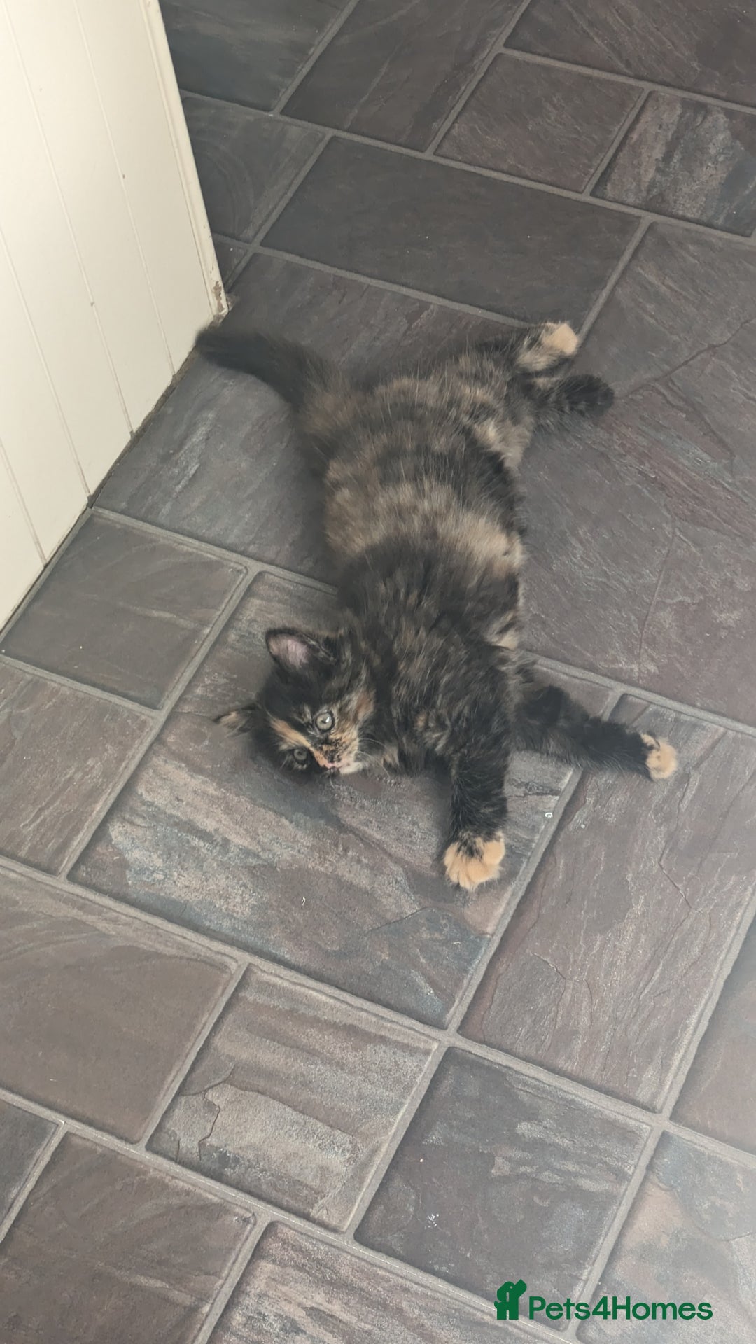 Mixed Breed cats for sale: Beautiful kittens - Image 22