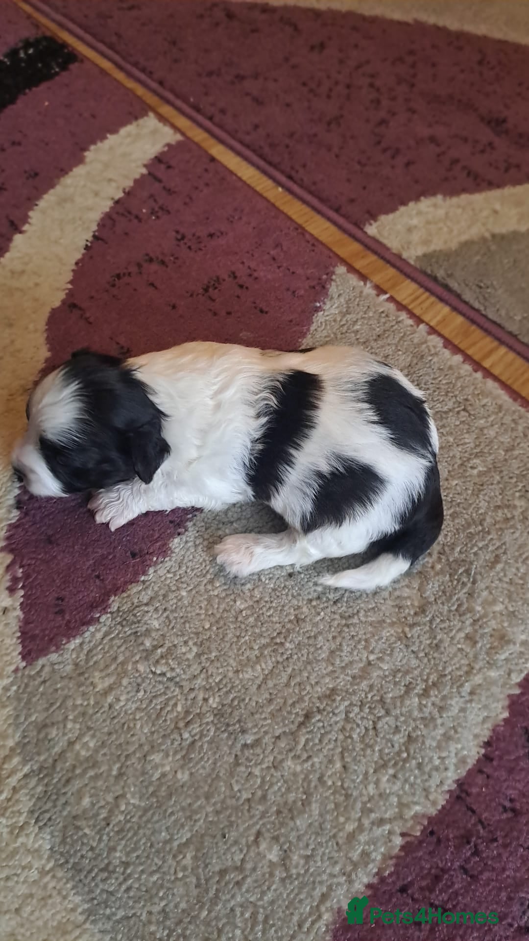 Bichon Frise dogs for sale: 4beautiful Bichon Frise puppies (3boys and 1 girl) - Image 13