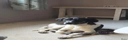Mixed Breed dogs for adoption: Sully (Magnus) - Advert 8