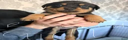 Rottweiler dogs for sale: Tilly’s puppies  - Advert 9