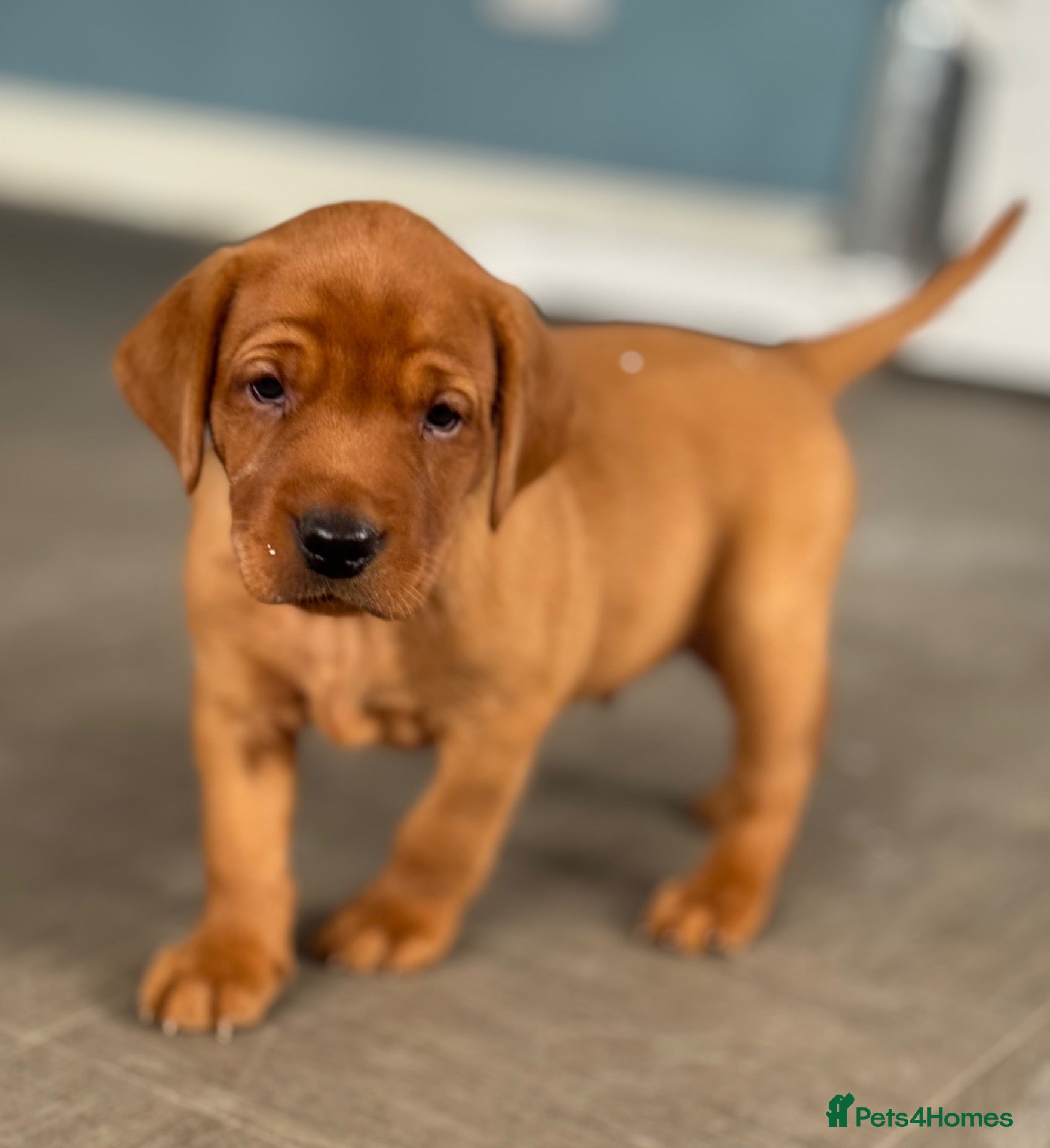 Labrador Retriever dogs True Fox Red Labrador Litter Boys available  - Advert 1