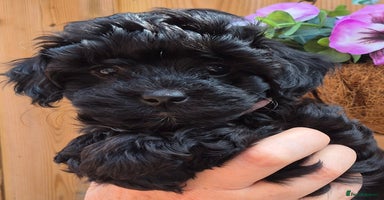 Toy Poodle dogs - Advert 10