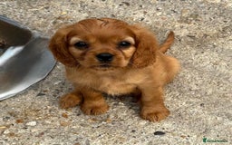 Cockalier dogs for sale: Gorgeous Cockalier Puppies… - Image 21