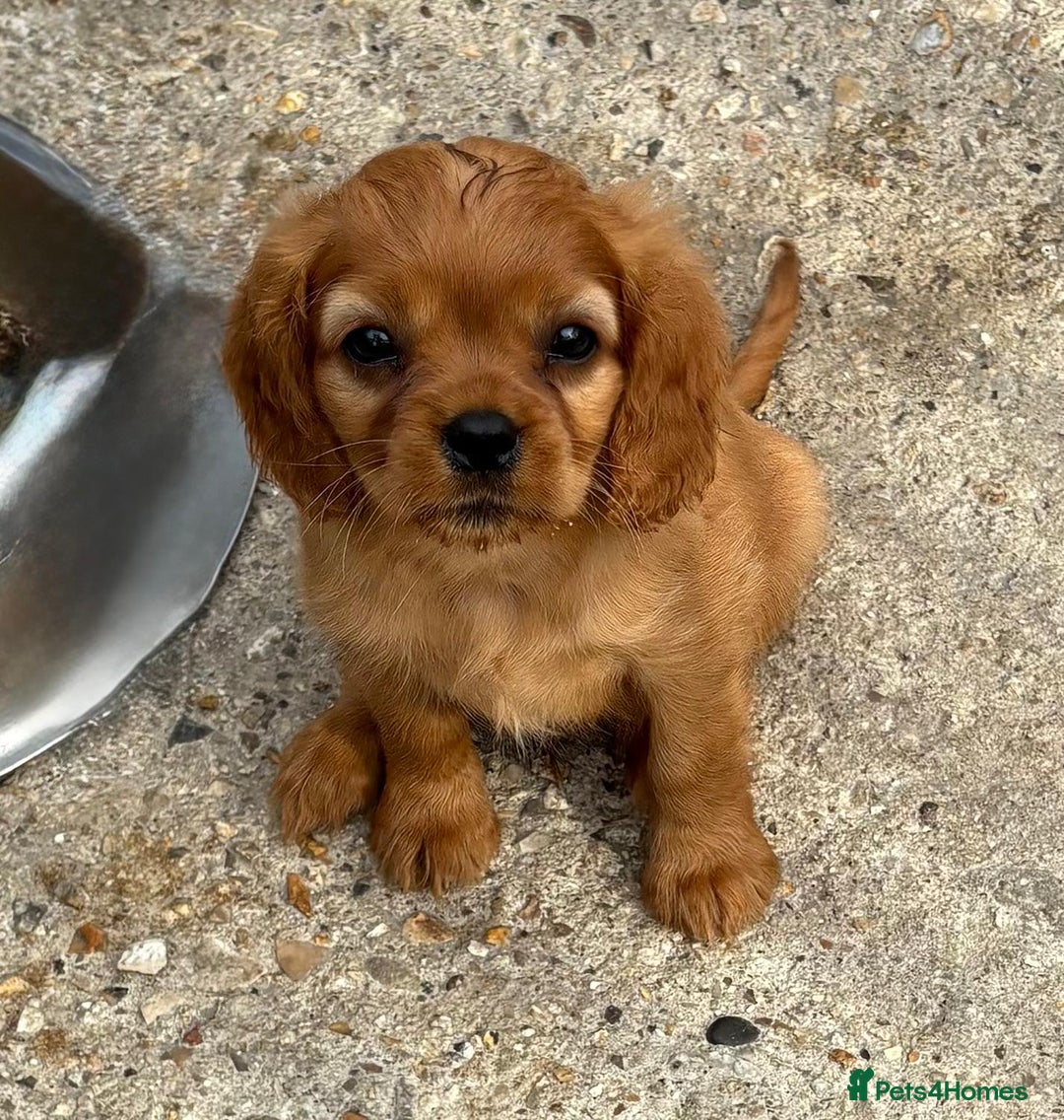 Cockalier dogs for sale: Gorgeous Cockalier Puppies… - Image 21