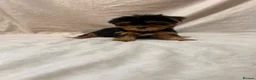 Yorkshire Terrier dogs for sale: Yorkshire terrier puppy  - Advert 4