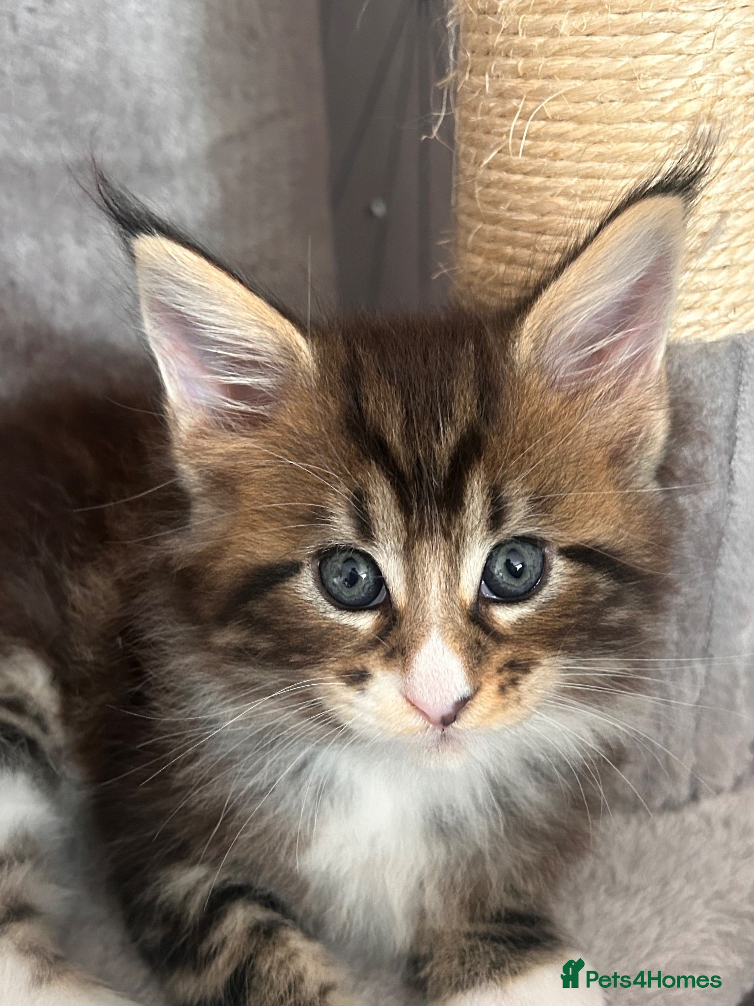 Maine Coon cats Beautiful Maine Coon Kittens - Advert 2