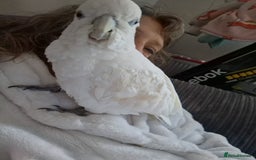 Cockatoo birds for sale: Cockatoo - Image 5