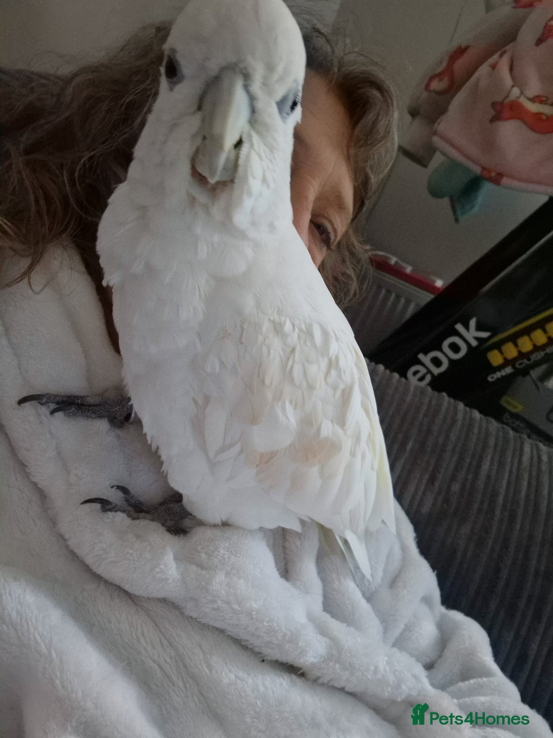 Cockatoo birds for sale: Cockatoo - Image 5