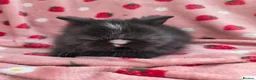 Lionhead rabbits for sale: Fluffy Teddy lion head x Angora ☆8weeks ready now - Advert 3