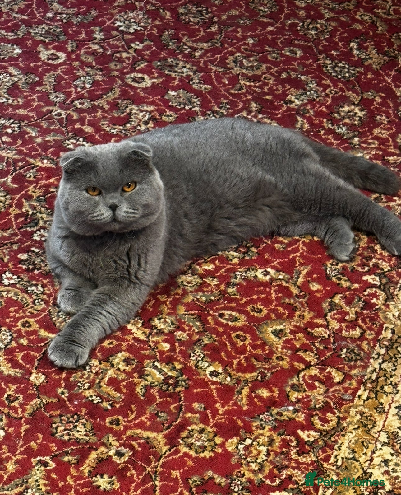 British Shorthair cats Gorgeous Scottish Fold male, 1.5y old - Advert 1