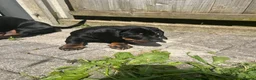 Dachshund dogs for sale:     Adorable Puppy Looking for a Loving Home - Advert 10