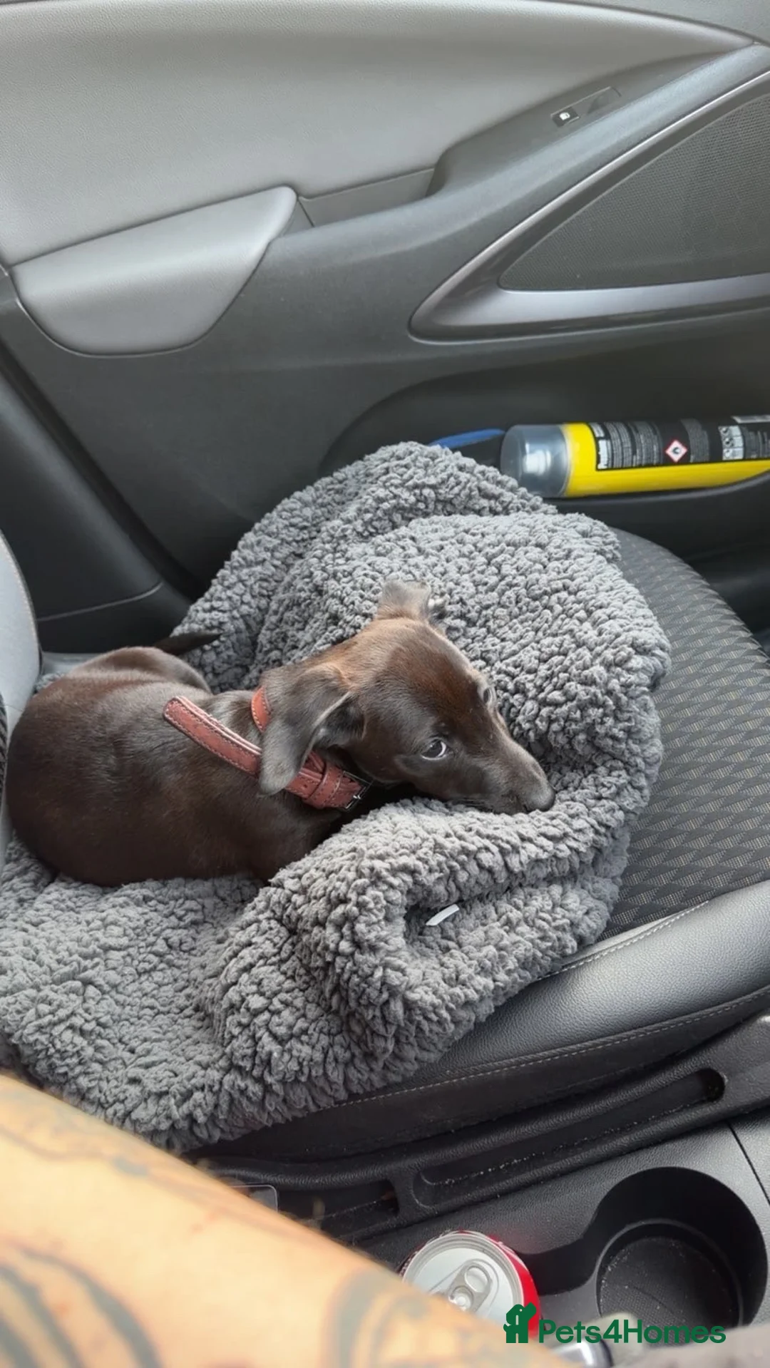 Jackshund dogs for sale: Miniature dachshund and Jack Russell mixed.  in Ellesmere Port - Advert 6