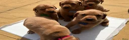Labrador Retriever dogs for sale: Royal kennel club fox red Labrador puppies  - Advert 9