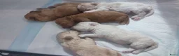 Maltipoo dogs for sale: 5 Maltipoo Puppies Looking For There Forever Homes - Advert 8