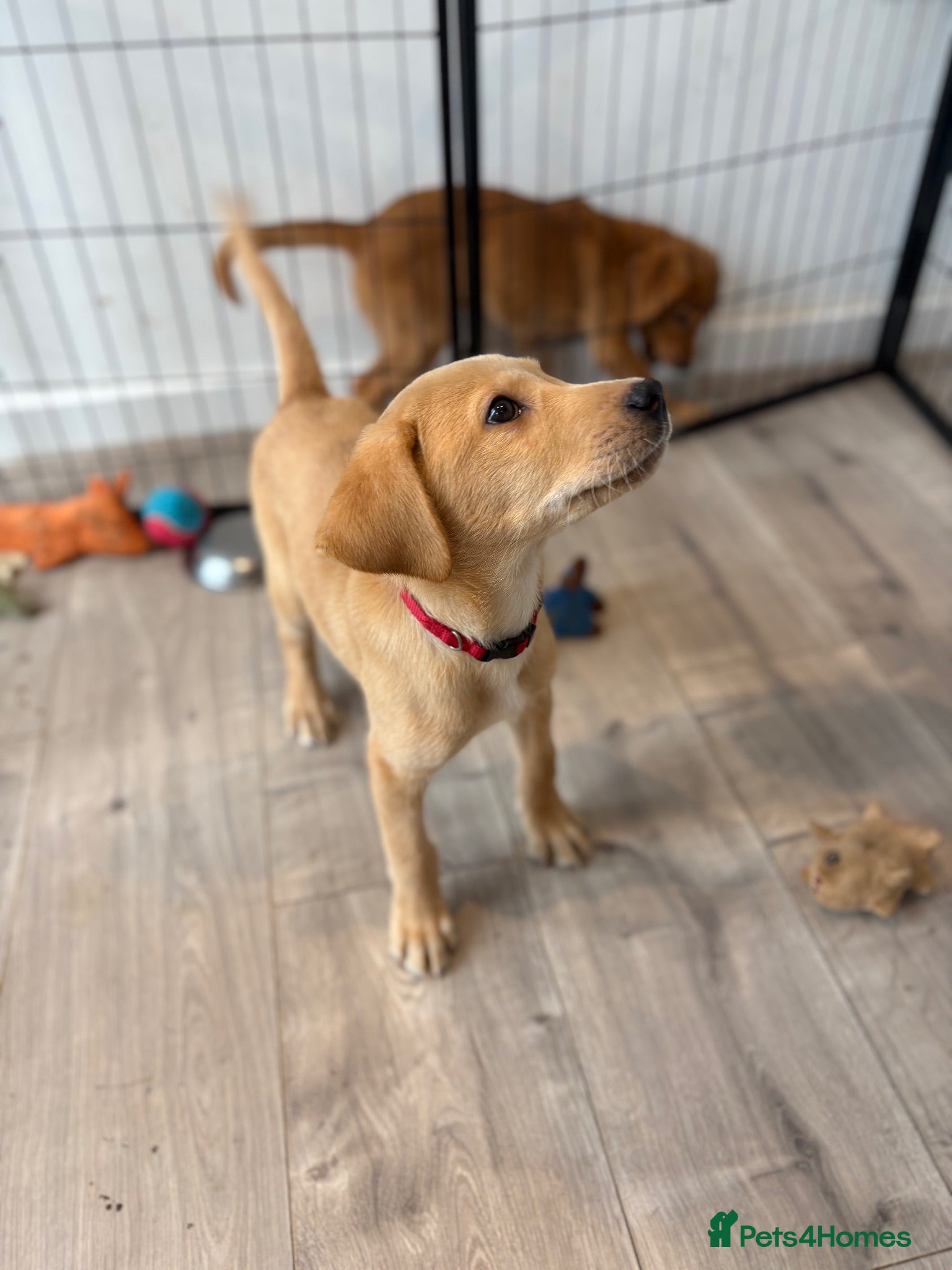 Labrador Retriever dogs Health Tested Champion Pedigree Pups - Advert 1