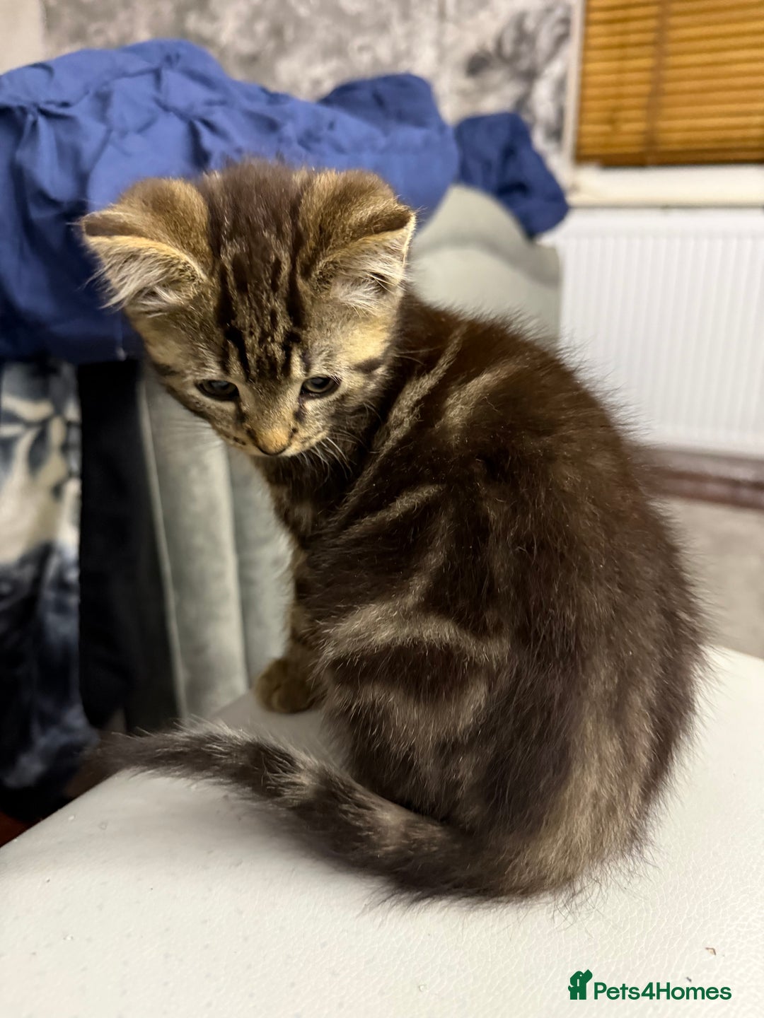 Mixed Breed cats for sale: 10-Week-Old Playful Kittens Seeking Loving Homes - Advert 19
