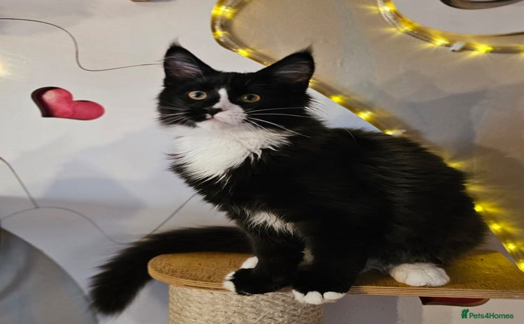 Maine Coon cats BLACK AND WHITE Maine Coons  - Advert 4