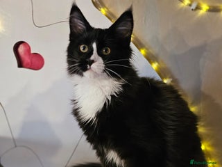 Maine Coon cats BLACK AND WHITE Maine Coons - Advert 1