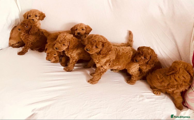 Cockapoo dogs - Advert 2