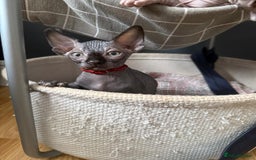 Sphynx cats for sale: August ready kitty’s in need of loving homes - Image 12