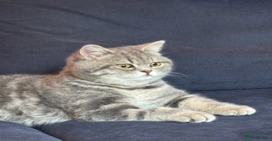 British Shorthair cats - Advert 11